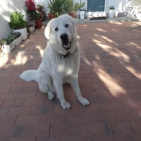 Le Cupe * 科尔恰诺